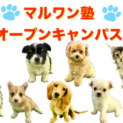 【マルワン塾オープンキャンパス】：マルワン相模大塚店のマルワン塾が進化！オープンキャンパス始めます！