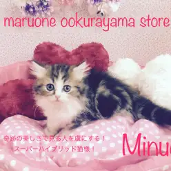 【ミヌエット】奇跡の美しさで見る人を虜にするスーパーハイブリッド猫様!：大倉山店No.6130575