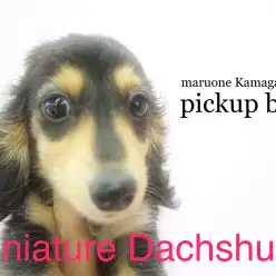 【ミニチュアダックスフンド】女の子の様な男の子！スーパールックスダックスのご紹介！：鎌ヶ谷店pickupベイビー！No.117099