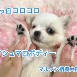【MIX犬チワペキ：父チワワ 母ペキニーズ】真っ白コロコロのマシュマロボディー♪（相模大塚店PickUpベイビーNo:814377）