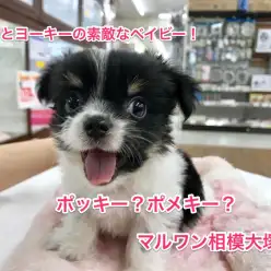 【MIX犬：ポメラニアン×ヨークシャーテリア】パパ似？ママ似？将来は人気者に！：マルワン相模大塚店Pickupベイビー！No.814374）
