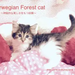 【ノルウェージャン・フォレストキャット】神秘的な美しさをもつ森の妖精にノックアウト!!大倉山No.6130571