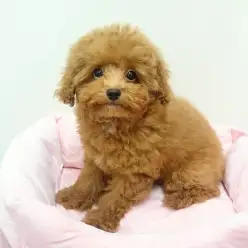 【トイ・プードル】可愛さナンバーワン！埼玉一の美人プーちゃん♡：武蔵浦和店No.412595