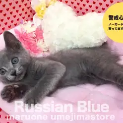 【ロシアンブルー】警戒心ゼロ！？ノーガードキャットに育ってます！：梅島店No.119054