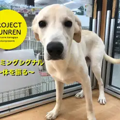 【ワンコのしつけ】～カーミングシグナル☆体を振る偏～：鎌ヶ谷店PROJECT KUNREN Vol.4