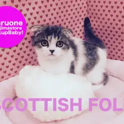 【肩乗りスコティッシュフォールド】スタッフ大絶賛!息子的存在の超絶甘えん坊な垂れ耳キャット!梅島店Pickupベイビー!No.119051