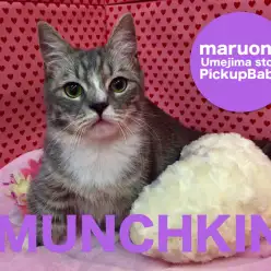 【マンチカン】可愛い靴下のオマケ付き！短足人馴れプリンス降臨！：梅島店Pickupベイビー！N0.119056