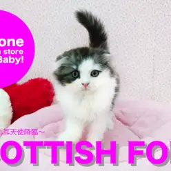 【スコティッシュフォールド】垂れ耳・美しいコートカラー！通称「美スコ」がやってきた！：鎌ヶ谷店ピックアップベイビー！No.117097