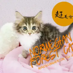 【ノルウェージャンフォレストキャット】美形のルックスと毛量に注目！北欧が誇る至極のエレガントキャット！：鎌ヶ谷店ピックアップベイビーNo.117101
