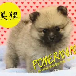 【ポメラニアン】たぬきっぽめがやってきたああああ！！：梅島店Pickupベイビー！No.119070