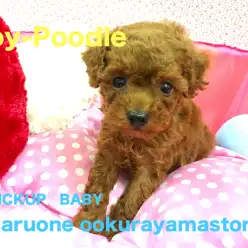 【トイ・プードル】超濃厚レッドの健康優良児がやってきた！：大倉山店Pickupベイビー！No.6130586