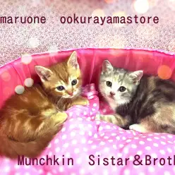 【マンチカン】大倉山店のマンチカン人気が止まらない!!初めての人必見の育てやすい第4期マンチーズ✦：大倉山店No.6130587＆6130588