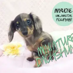 【M・ダックスフント】2つの顔を持つ神秘的なワンコ！：梅島店Pickupベイビー！No.119065