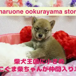 【柴犬】柴犬王国に小さめこぐま柴ちゃんが仲間入り♪驚く程の従順さを発揮!：大倉山店No.6130580