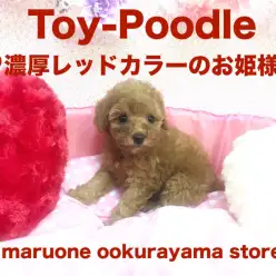 【トイ・プードル】七夕の夜に舞い降りた優秀ポテンシャルありありのトイ・プードルちゃん！：大倉山店Pickupベイビー！No.6130582