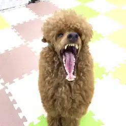 【ワンコのしつけ】カーミングシグナルを理解してワンちゃんの気持ちを知ろう！：鎌ケ谷店PROJECT KUNREN Vol.3