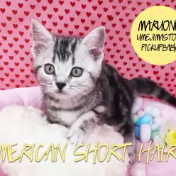 【アメリカンショートヘア】猫界の王様！タビーが麗しい美人猫！：梅島店pickupベイビーNo．119055