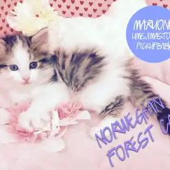 【ノールウェージャンF.C】驚異の人馴れキャット!Mr.Kお手製手作りトンネルも大公開!:梅島店pickupベイビー!No.119057