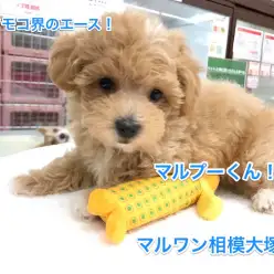 【トイ・プードル×マルチーズ】フワモコ界きってのアイドル！マルプーがやってきた！：相模大塚店PickUpベイビー！No.814385