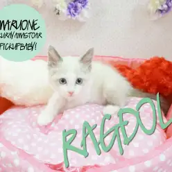 【ラグドール】超美形！ブルーの瞳が美しいスペシャルキャット！：大倉山店Pickupベイビー！No.6130585