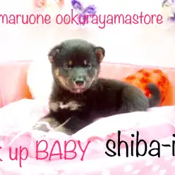 【黒柴】待望の黒柴ちゃん!和の心を持った大和撫子♥控えめに愛をアピールしちゃいます♥：大倉山店オススメベイビー！No.6130583