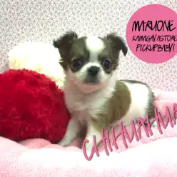 【チワワ】くりくり！ぷりぷり！まるまる！：鎌ヶ谷店オススメベイビー！No.117104