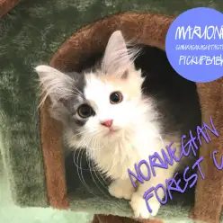 【ノルウェージャンF.C】レアカラー！カラフルな森の妖精！！：志村坂下店オススメベイビーNo.914296