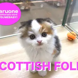 【スコティッシュフォールド】垂れ耳三毛スコちゃんの1日密着：武蔵浦和店オススメベイビーNo.412616
