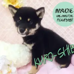 【黒柴】可愛さは特大！でもでも身体は小型サイズの天然記念物！：梅島店Pickupベイビー！No.119069