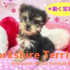 【ヨークシャーテリア】高貴でジュエリー！ラグジュアリーワンコの決定版！：大倉山店PICKUPベイビーNo.6130598