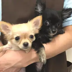 【チワワ】武蔵浦和店の仲良しチワワちゃん’sに密着!!:武蔵浦和店PickupベイビーNo.412614&412615