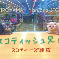 【スコティッシュフォールド兄弟】:最強コンビ結成!あなたのハートを撃ち抜くスコティーズ兄弟♡:ペッツワン城山店ピックアップベイビー!No.118154&118155