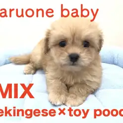 【ペキニーズ×トイプードル】奥深いMIXちゃんの魅力をご紹介しちゃいます！！：本羽田店オススメベイビーNo.512467