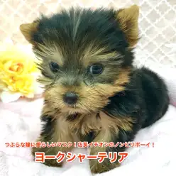 【ヨークシャーテリア】つぶらな瞳に甘いマスク！店長イチオシのノンビリボーイ！梅島店オススメベイビーNo.119071