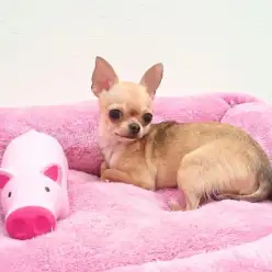 【スムース・チワワ】え！これが生後10ヶ月のワンちゃんなの！？奇跡の小さめチワワのご紹介！：志村坂下店Pickupベイビー！No.914245