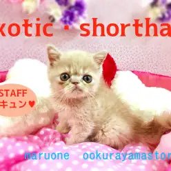 【エキゾチック・ショートヘア】スタッフ全員一目惚れ!!なぜかクセになる愛嬌たっぷりのエキゾチックショートヘア君♥：大倉山店PICK UPベイビーNo.6130591