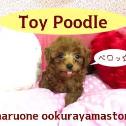 【トイ・プードル】足短めドワーフタイプ!愛されお人形さんボディで可愛さ爆発♥：大倉山店PICKUPベイビーNo.6130593