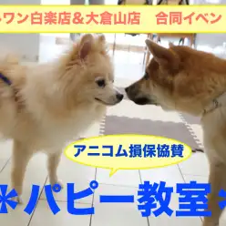 【パピー教室】マルワン白楽店＆大倉山店合同イベント!アニコムパピー教室 午前の部レポート!