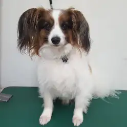 【ツバサ君のカットbefore＆after】パピヨンのサマーカット！：白楽店トリミング通信Vol.8