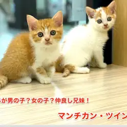 【マンチカン】どっちが男の子？女の子？仲良し兄妹が今宿店に電撃入店！！今宿店オススメベイビーNo.120067.120068