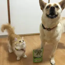 【多頭飼いコラム】5頭のわんにゃん大家族!大倉山店の店長に突撃インタビュー!：大倉山店発