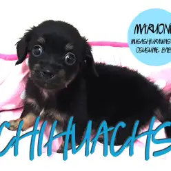 【チワックス(ミックス)】大人気ダックスとチワワの良いとこどり!必見です!:武蔵浦和店おすすめベイビー!!No.412619