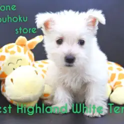 【ウエスト・ハイランド・ホワイト・テリア】ピコピコ遊ぶ！？好奇心旺盛な激かわウェスティ♡：港北NT店オススメベイビー！NO.311726