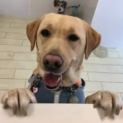 【犬の保育園】白楽店犬の保育園の木曜メンバーをご紹介！