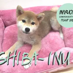 【柴犬】まゆげが凛々しい！表情豊かなスタイリッシュ柴くん！：志村坂下店PickupベイビーNo.914284