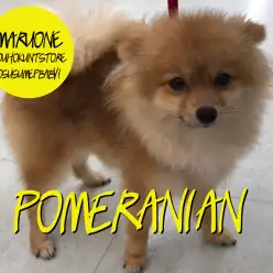 【ポメラニアン】キャラメルのような甘い匂いがしちゃいそうな可愛いポメ子さんのご紹介：港北NT店PICK UPベイビー！NO.311682
