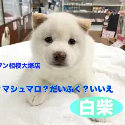 【柴犬】雪？マシュマロ？だいふく？いいえ、白柴です。：相模大塚店Pick UpベイビーNo.814395