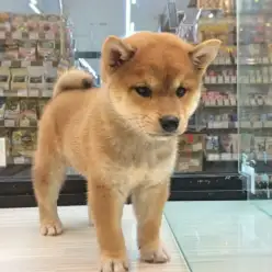 【柴犬】もち顔!もち尻!もっちりボディ!もち度100%ベイビー登場!!:武蔵浦和店PickupベイビーNo.412626