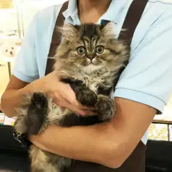 【ペルシャ（チンチラゴールデン）】豪華絢爛！！ゴージャス☆にゃんこ！！：武蔵浦和店PickupベイビーNo.412613