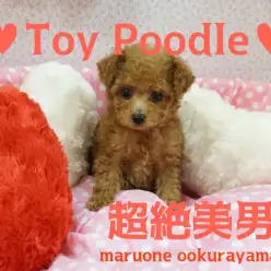 【トイ・プードル】どんだけ目がデカイねん!!!!超美男子なトイ・プードル君の可愛さに閲覧注意♥大倉山店超絶PICKUPベイビーNo.6130610